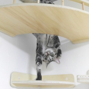 캣워커는 역시 플레이캣 고양이 행동풍부화 놀이터 펫테리어